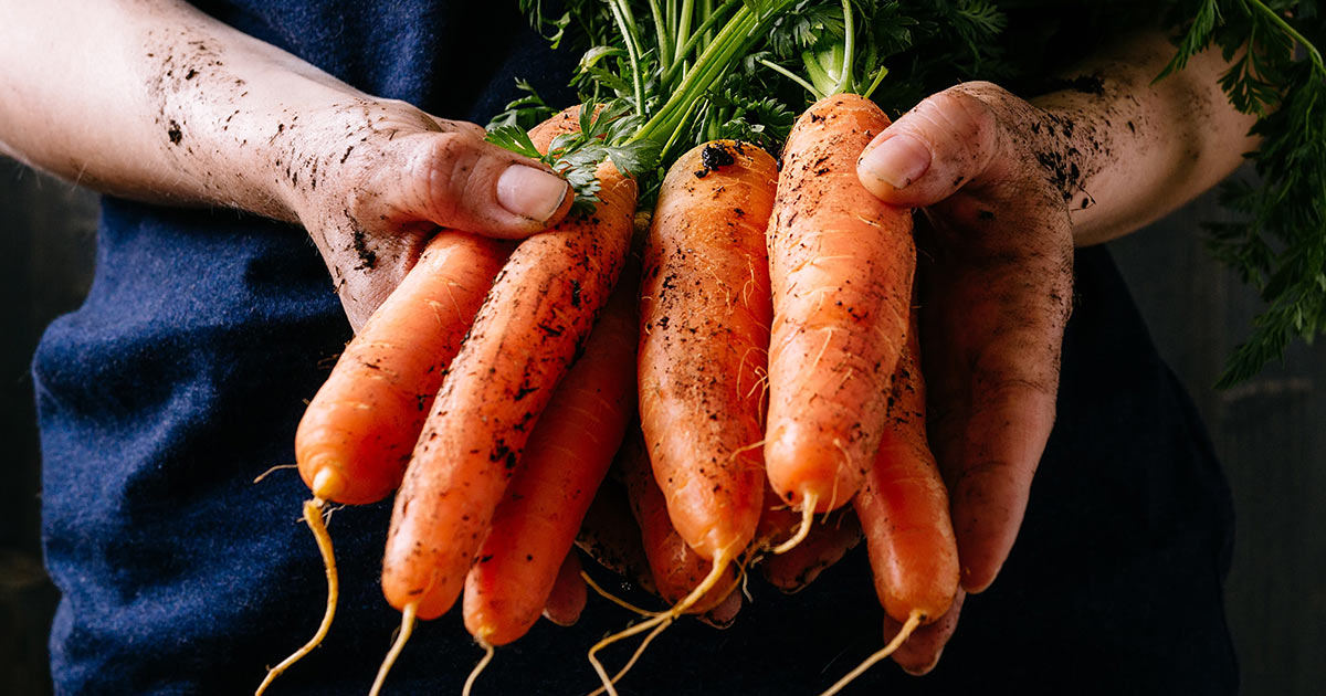 Hands holding a bunch of freshly pulled carrots